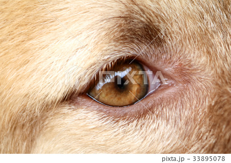 The eyes of Thai bangkaew dog 33895078