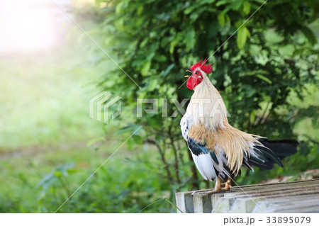 White rooster crows early morning in the garden White rooster crows early morning in the garden 33895079