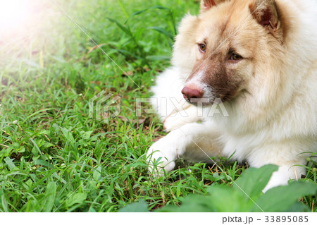 Thai bangkaew dog in the garden 33895085