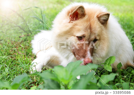Thai bangkaew dog in the garden 33895086