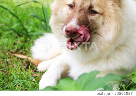 Thai bangkaew dog in the garden 33895087