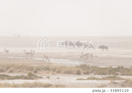 Herd of antelopes grazing in the desert pan. Herd of antelopes grazing in the desert pan. 33895110