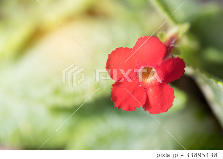 Close up Episcia cupreata red flower Close up Episcia cupreata red flower 33895138