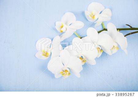 Orchid (Phalaenopsis) on a blue wooden table Orchid (Phalaenopsis) on a blue wooden table 33895267