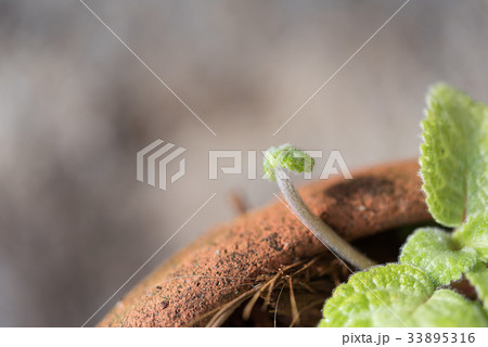 Close up Episcia cupreata leaf  in flower pot 33895316