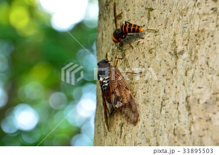 アブラゼミとコガタスズメバチ 33895503