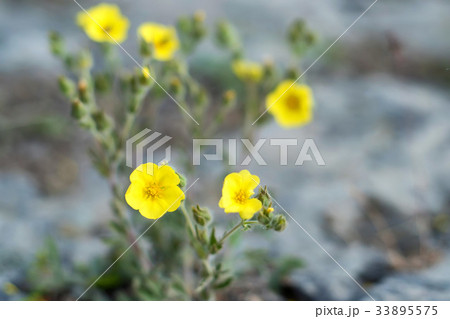 Cultivar shrubby cinquefoil or Dasiphora fruticosa Cultivar shrubby cinquefoil or Dasiphora fruticosa 33895575
