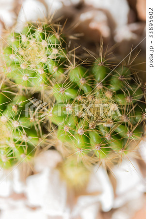 Small cactus in pot,top view 33895602