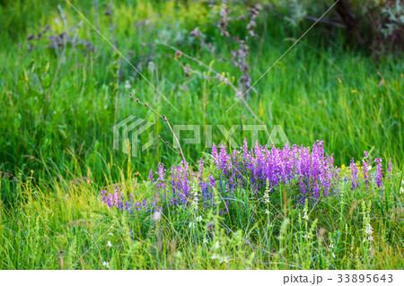 Blossoming Vicia tenuifolia in green grass Blossoming Vicia tenuifolia in green grass 33895643