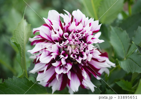 ダリア 33895651