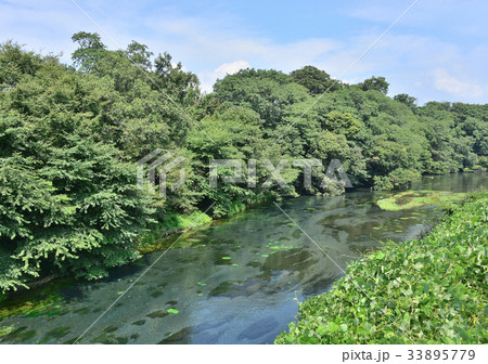 柿田川-27789 33895779