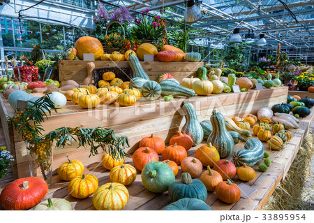 Large pumpkin fruit 33895954