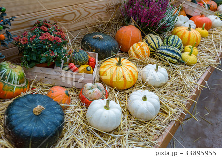 Large pumpkin fruit 33895955