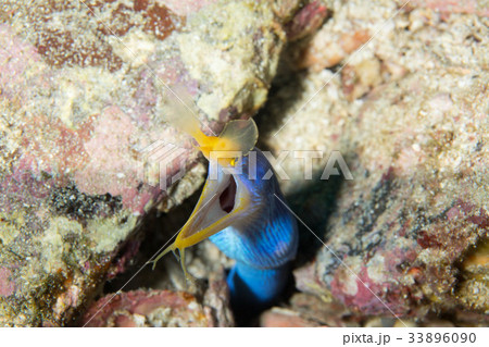 ハナヒゲウツボ ハナヒゲウツボ 33896090