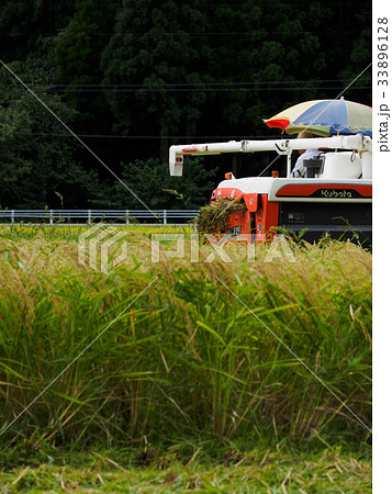 お米の収穫 お米の収穫 33896128