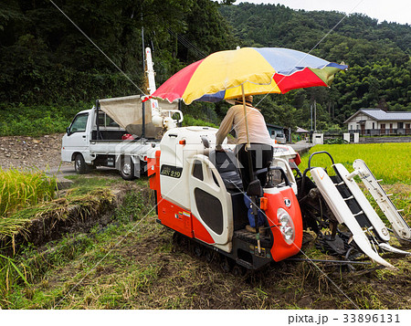 お米の収穫 33896131