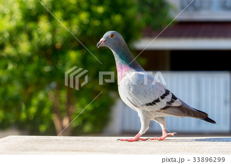 homing pigeon bird perching on home loft 33896299
