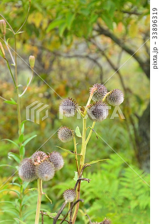 ユニークな形のハバヤマボクチの花 ユニークな形のハバヤマボクチの花 33896319