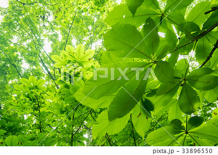 京都府南丹市美山町芦生の森を新緑の頃に撮影 33896550