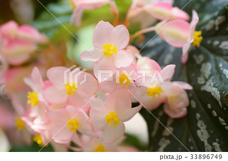 キダチベゴニアの花の写真素材