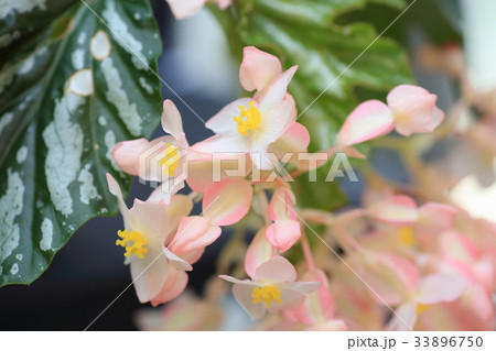 キダチベゴニアの花 33896750