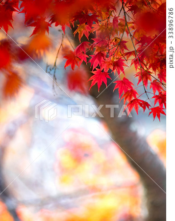 紅葉 33896786