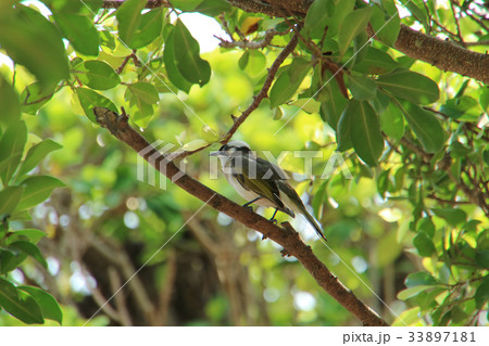 オキナグサ おきなぐさ 西洋翁草 33897181