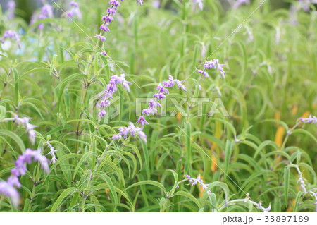 サルビア　レウカンサ―の花 33897189
