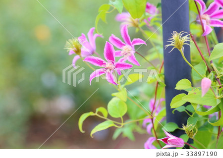 クレマチスの花 33897190