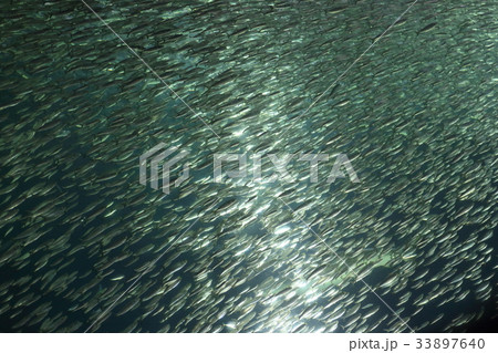マイワシの群れ 33897640