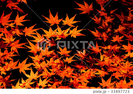 六義園 国定特別名勝 紅葉ライトアップ Autumn-Leaves (東京都 文京区 本駒込) 六義園 国定特別名勝 紅葉ライトアップ Autumn-Leaves (東京都 文京区 本駒込) 33897723