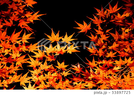 六義園 国定特別名勝 紅葉ライトアップ Autumn-Leaves (東京都 文京区 本駒込) 六義園 国定特別名勝 紅葉ライトアップ Autumn-Leaves (東京都 文京区 本駒込) 33897725