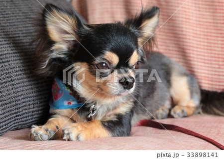 犬 チワワ お座り 横 犬 チワワ お座り 横 33898141