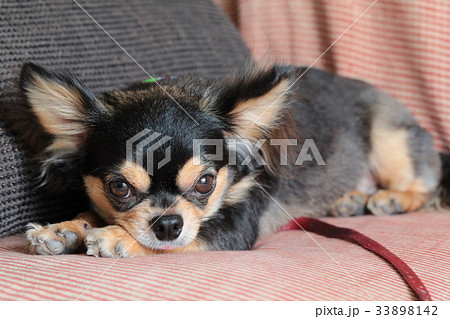 犬　チワワ　お座り　横 33898142