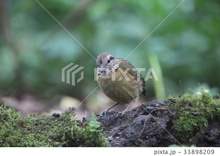 キタスマトラヤイロチョウ 33898209