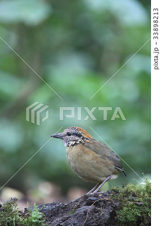 キタスマトラヤイロチョウ 33898213