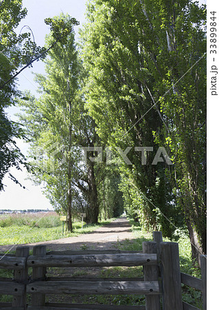 札幌　北大ポプラ並木　夏 33899844