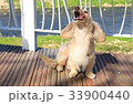 動物 動物学 犬 33900440