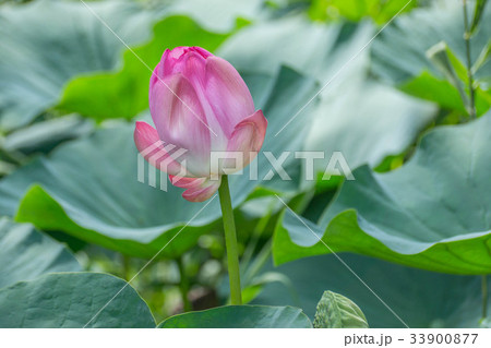 ピンクのハスの花 33900877