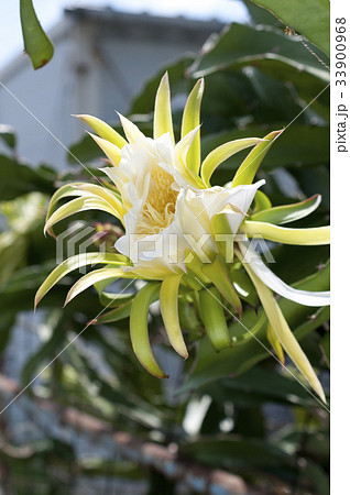 ドラゴンフルーツの花 33900968