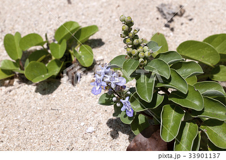 蔓荊 （はまごう） 33901137