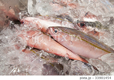 グルクン（タカサゴ） 33901454