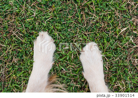 dog paws in the green grass. 33901514