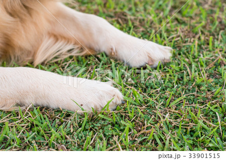 dog paws in the green grass. 33901515
