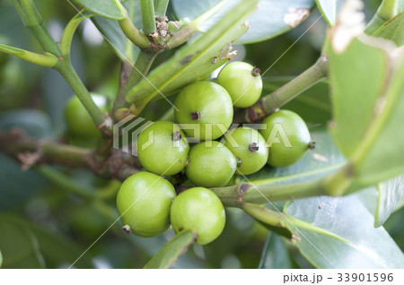 フクギの実（未成熟） 33901596