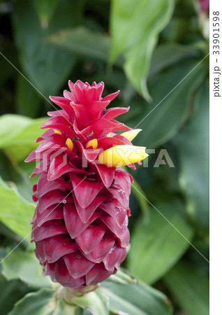 熱帯植物 コスタス・バルバタス(スパイラル・ジンジャー) 熱帯植物 コスタス・バルバタス(スパイラル・ジンジャー) 33901598