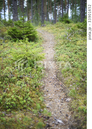 landscape with a path in the forest, blurred image 33901652