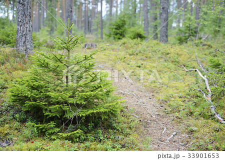 landscape with spruce in the forest 33901653