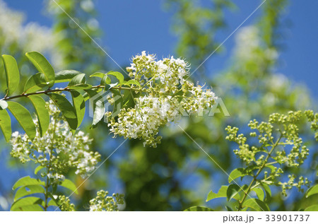 サルスベリ 33901737