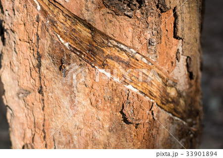 Rubber Latex of rubber trees in rubber garden 33901894